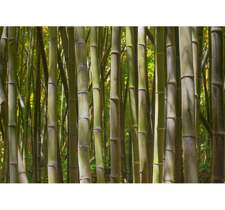 Bamboo wall mural serene bamboo grove - TenStickers