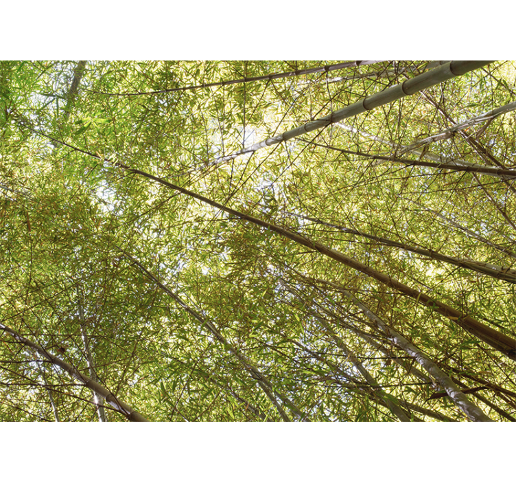 Bamboo wall mural bamboo canopy view - TenStickers