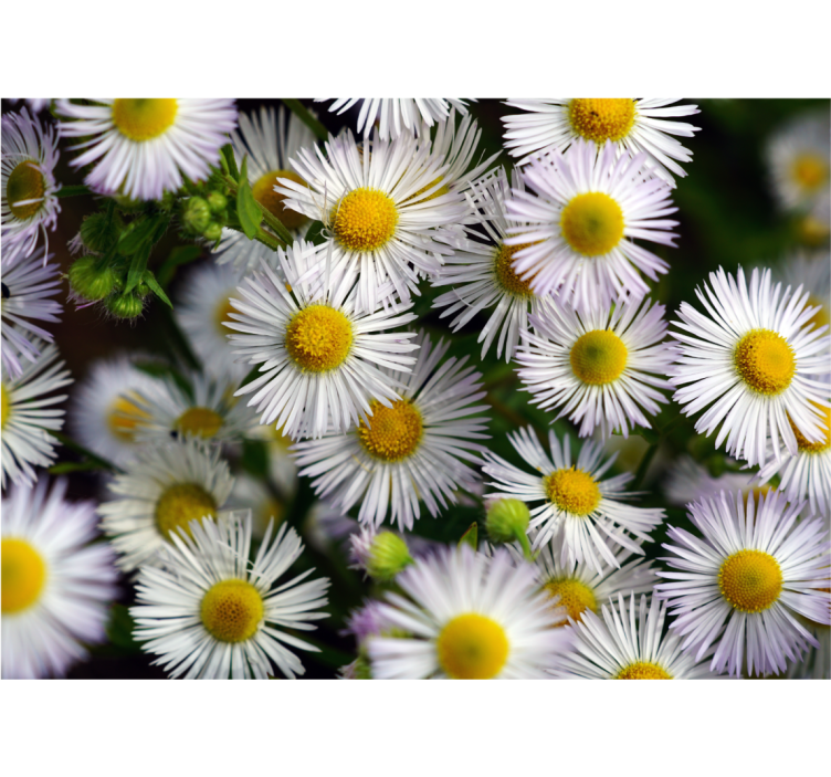 Flower mural charming white daisies - TenStickers
