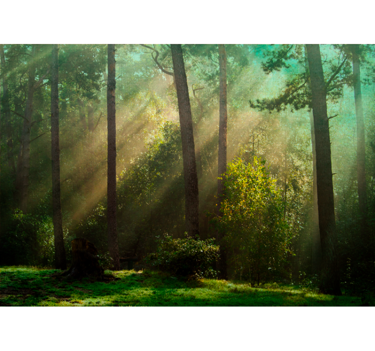 Forest wall mural enchanting woodland scene - TenStickers