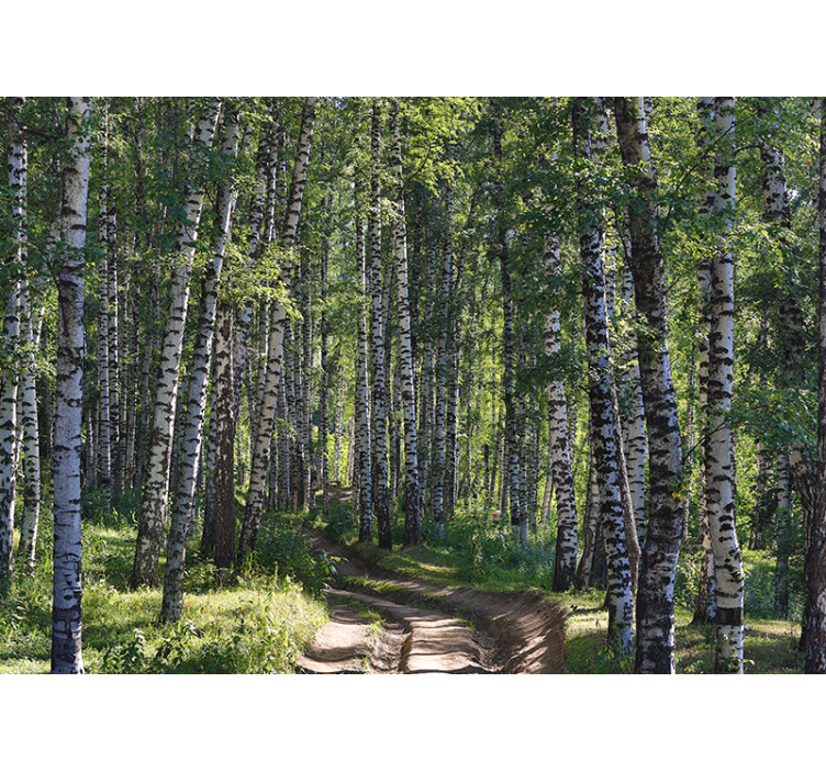 Nature wall mural serene birch forest - TenStickers