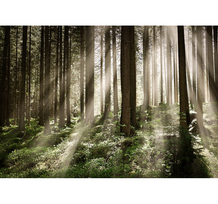 Luminous forest rays forest wall mural - TenStickers