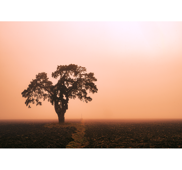 Big trees with fog in a field Forest Wall Mural - TenStickers