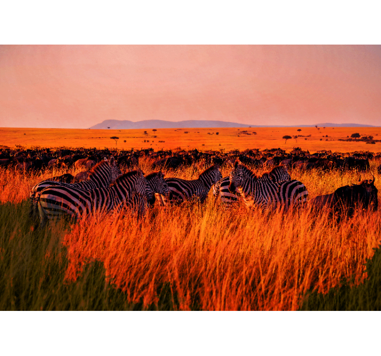 Nature wall mural zebras in serengeti - TenStickers