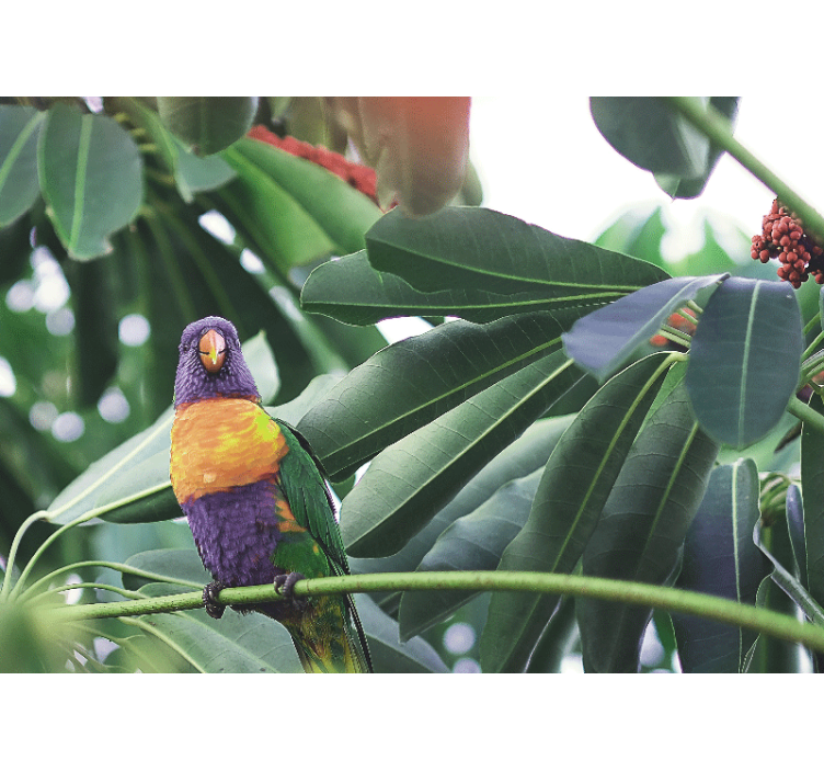 Animal wall mural colorful parrot perched - TenStickers