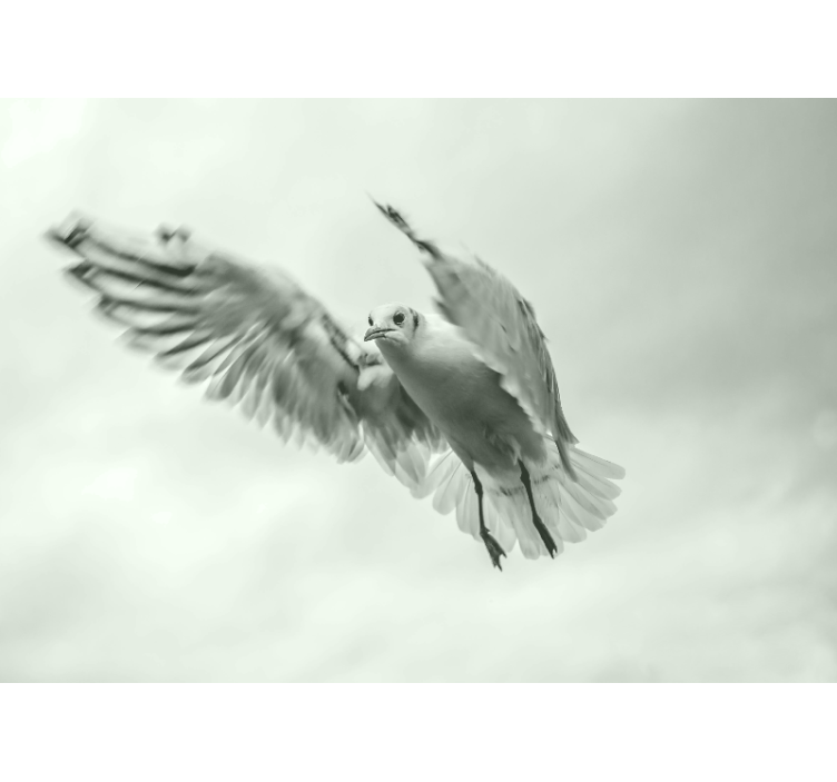 Animal wall mural flying white bird - TenStickers