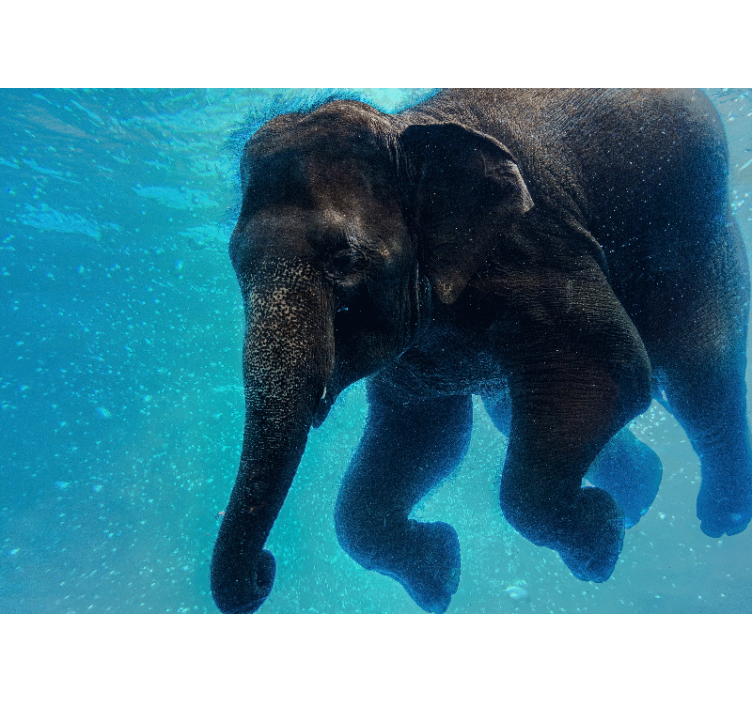 Sea mural underwater elephant - TenStickers