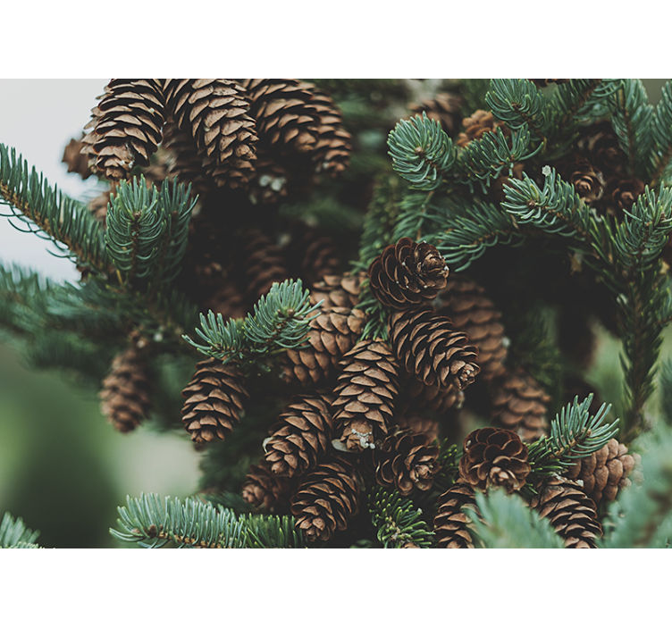 Tree mural pine cone cluster art decor - TenStickers