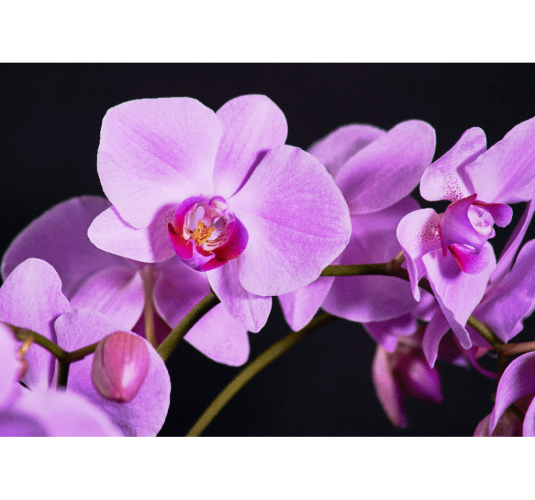 Orchid mural graceful orchid blossoms - TenStickers