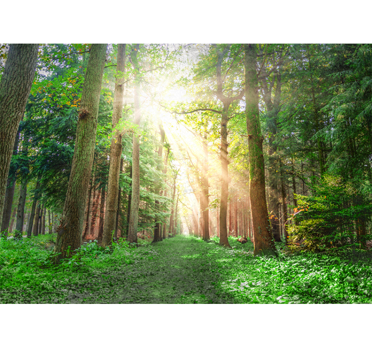 Forest wall mural tranquil woodland path - TenStickers