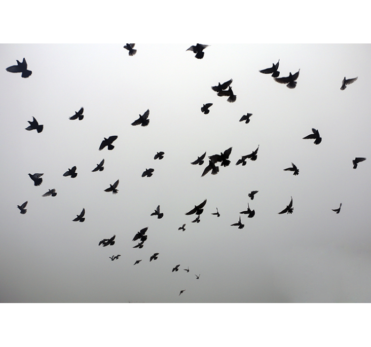 Animal wall mural flying black birds - TenStickers