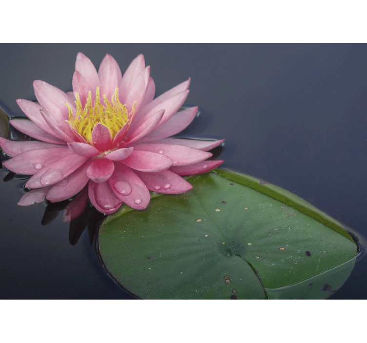 Serene pink loto wall mural - TenStickers