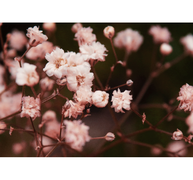 Flower mural delicate blooming flowers - TenStickers