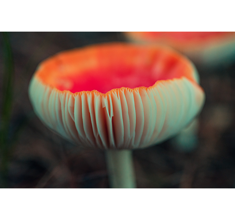 Poppy wall mural elegant poppy blossom - TenStickers