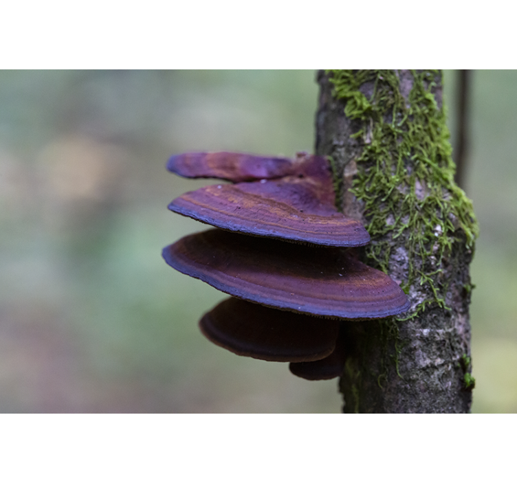 Pink oyster mushroom in a tree wall mural - TenStickers