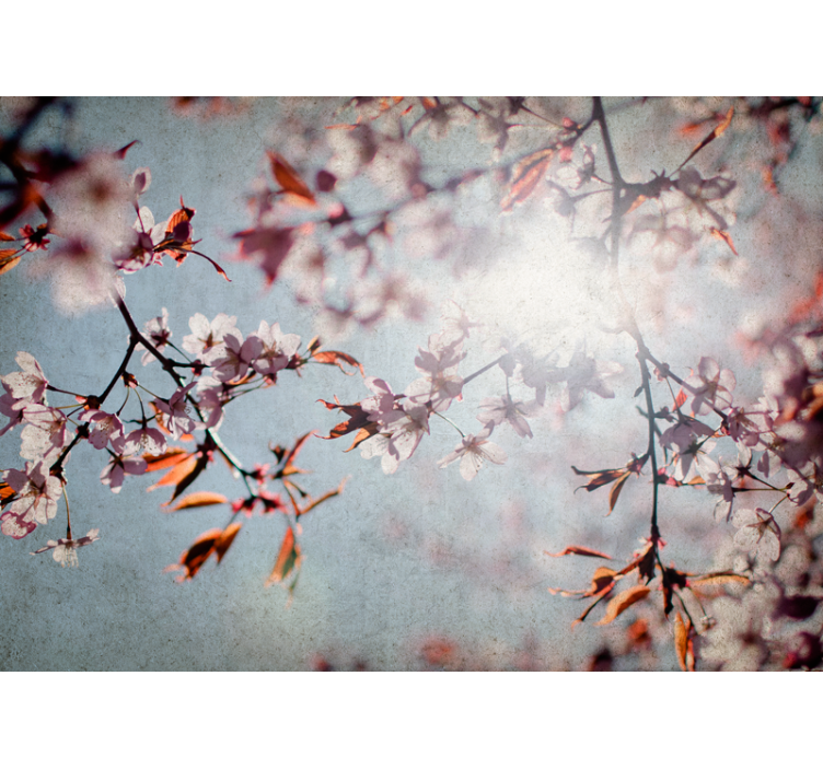 Cherry blossom fields with the sun wall mural - TenStickers