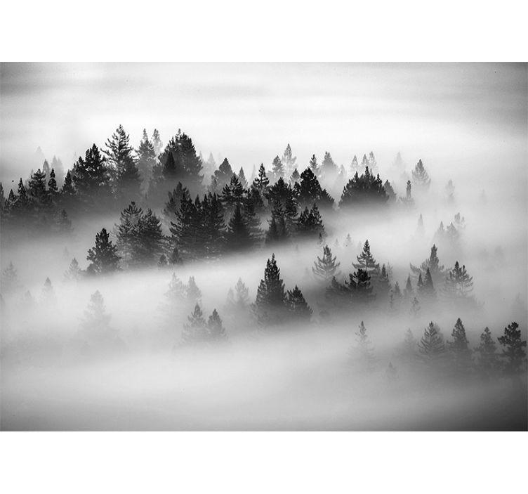 Forest wall mural misty evergreen woods - TenStickers