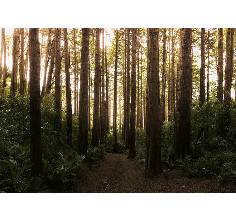 Nature wall mural tall forest trees - TenStickers