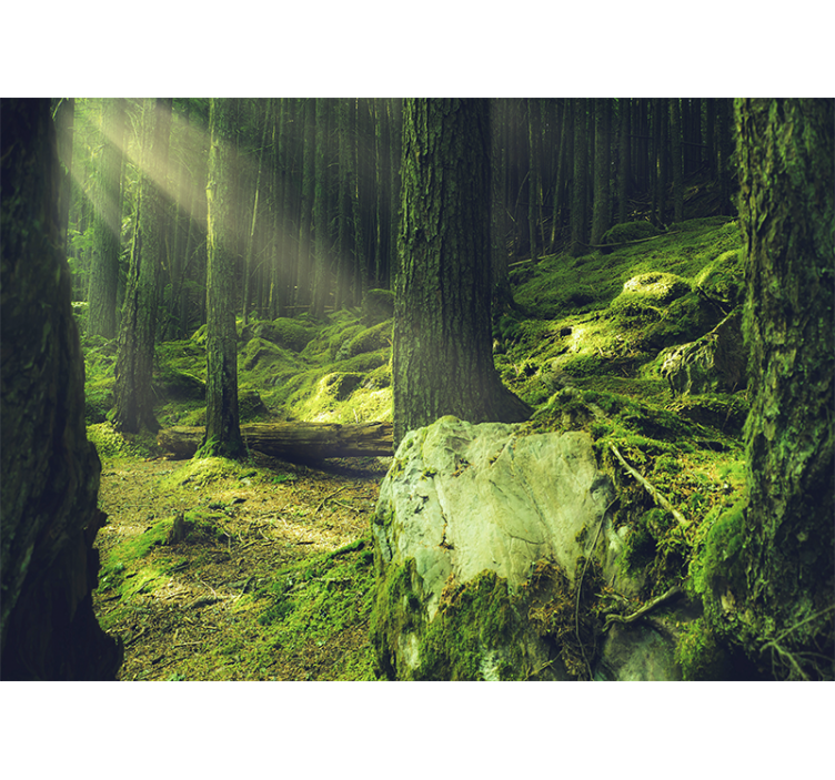 Nature wall mural sunlight filtering through trees - TenStickers