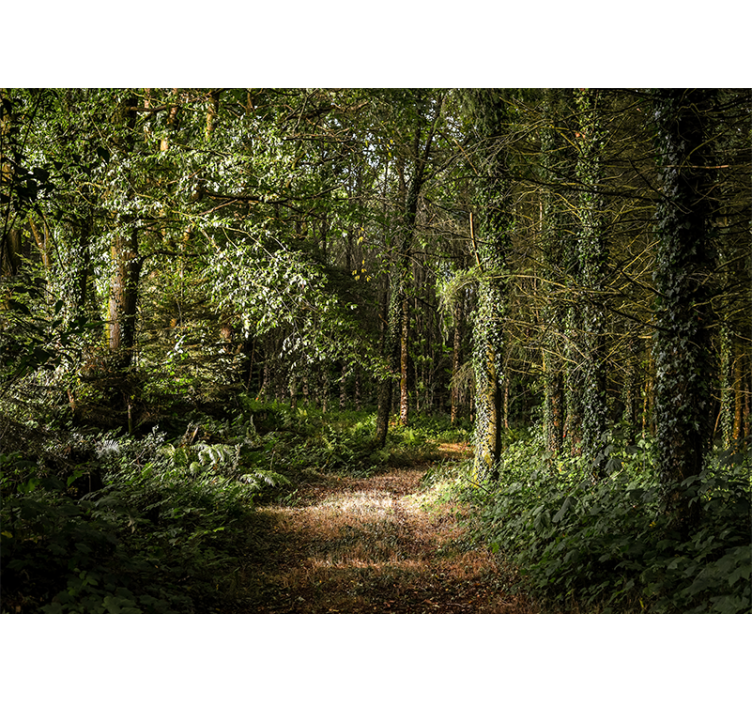 Leafy path in the forest nature wall mural - TenStickers