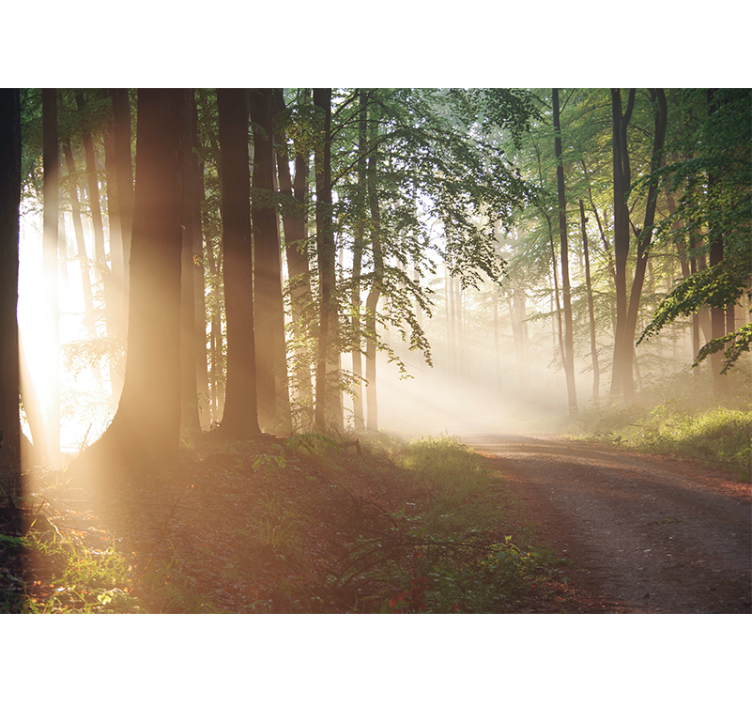 Nature wall mural serene forest rays - TenStickers