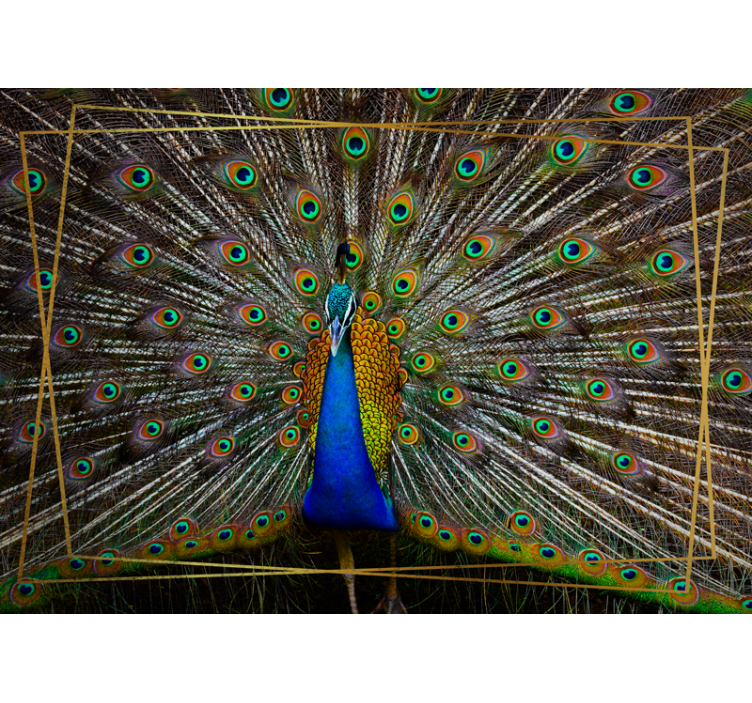 Animal wall mural regal peacock display - TenStickers