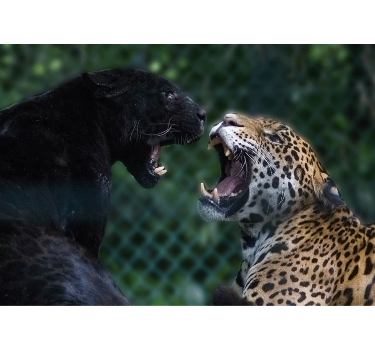 Animal wall mural panther and jaguar - TenStickers