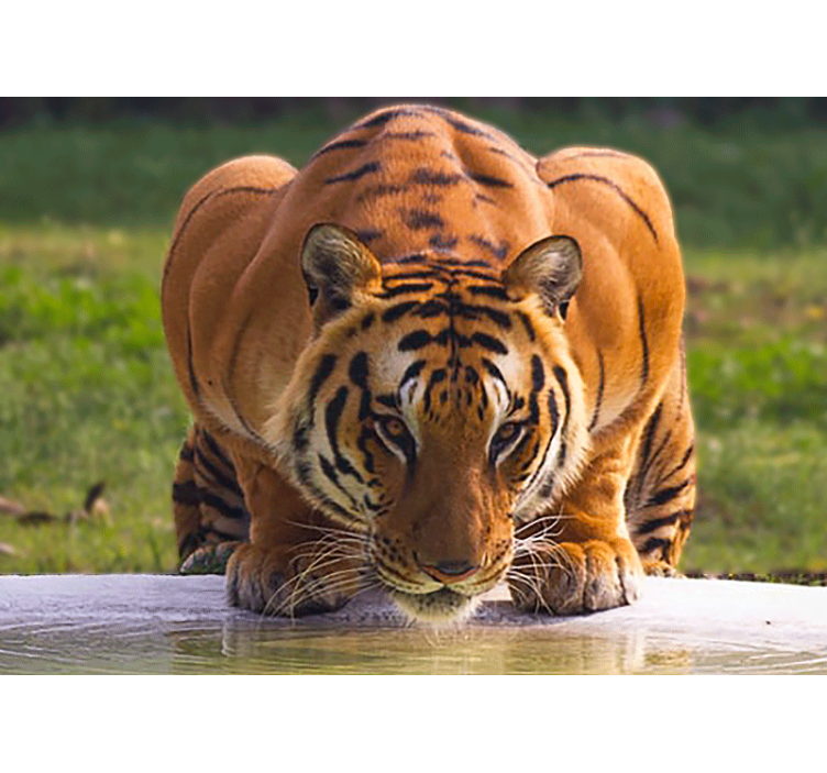 Animal wall mural regal tiger pose - TenStickers