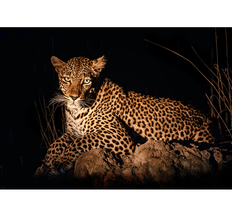 Leopard in Spotlight wall mural - TenStickers