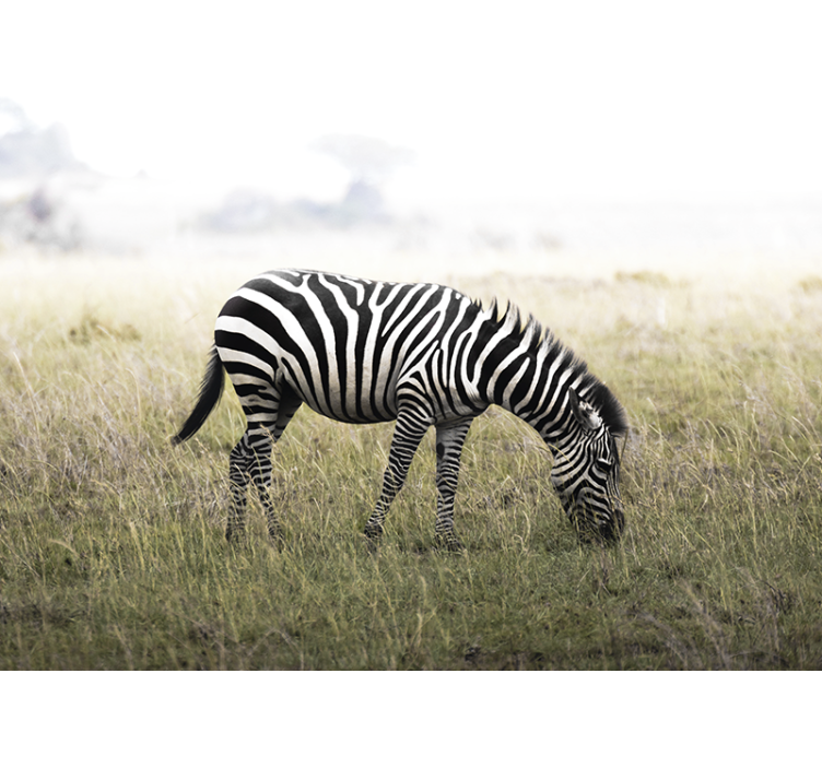 Animal wall mural zebra grazing serenely - TenStickers