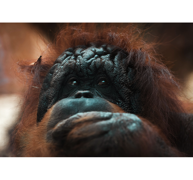 Animal wall mural orangutan's reflective stare - TenStickers