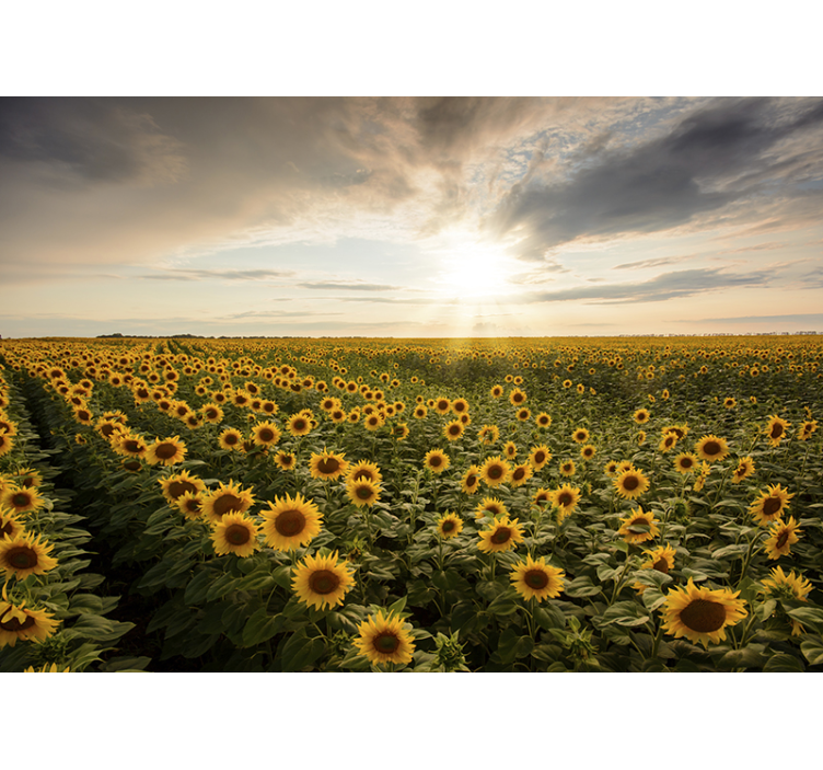 Flower mural twilight in a sunflower meadow - TenStickers