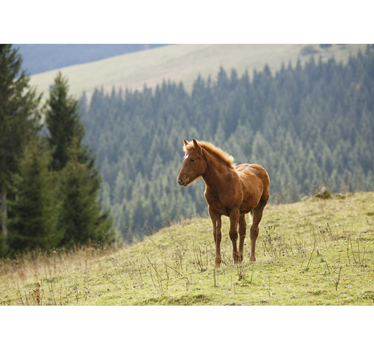 Animal wall mural horse in meadow - TenStickers