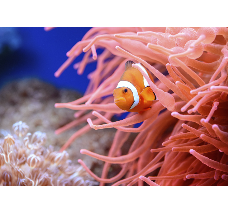 Animal wall mural clownfish among anemones - TenStickers