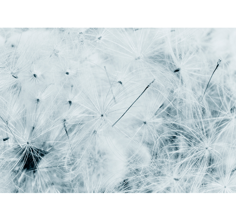 Dandelion mural delicate dandelion seeds - TenStickers