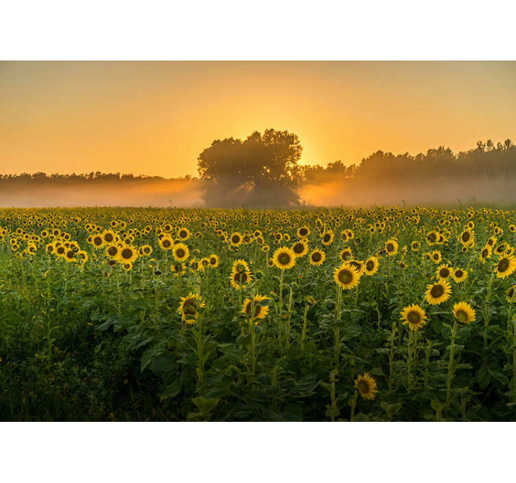 Sunflower Field Sunset flower mural - TenStickers