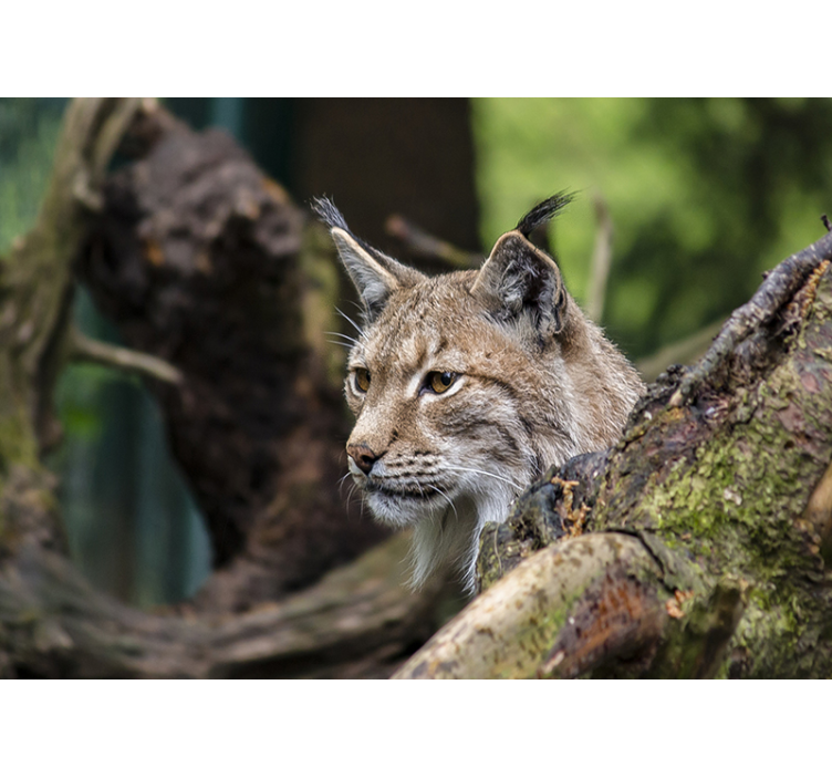 Lynx In Nature animal wall mural - TenStickers