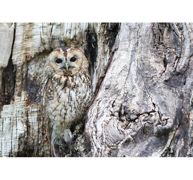 Wise Owl Portrait animal wall mural - TenStickers