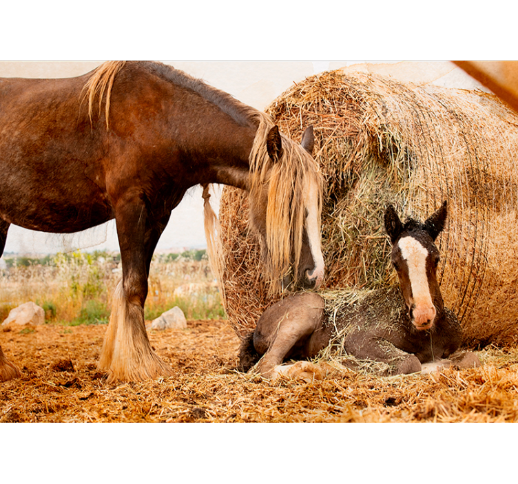 Mother and foal wall mural - TenStickers