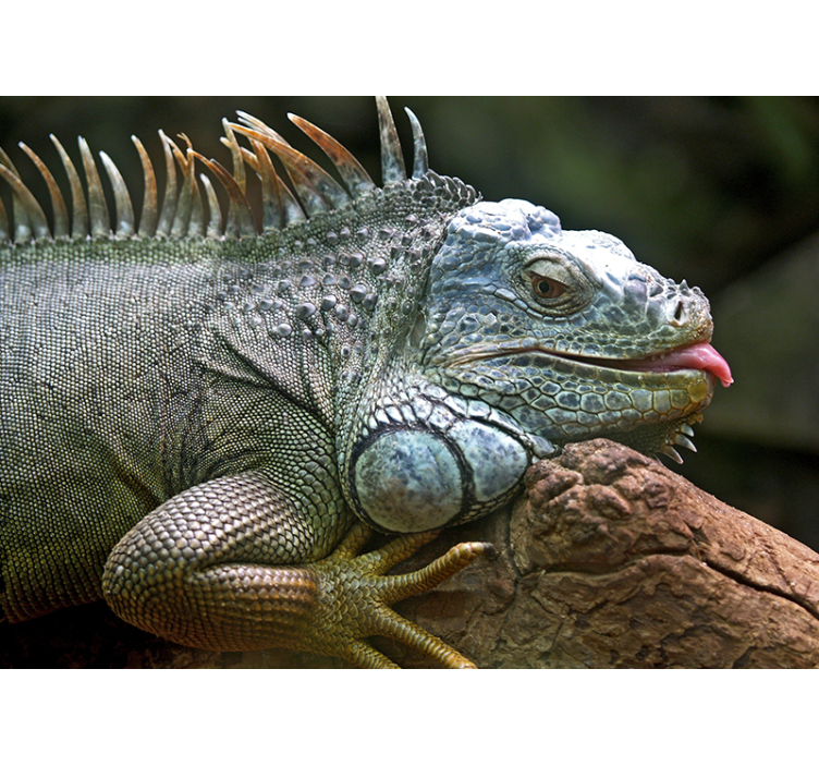 Animal wall mural majestic iguana close-up - TenStickers