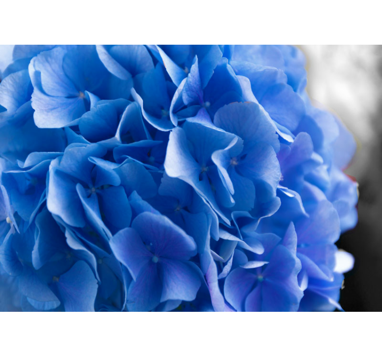Flower mural hydrangea blue blossoms - TenStickers