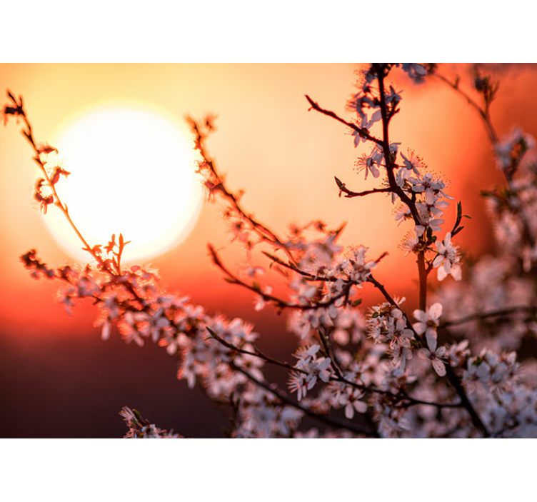 Sunset Blossom Display flower mural - TenStickers