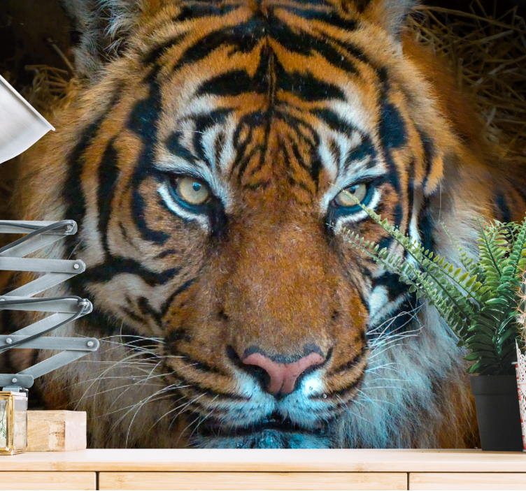 Animal wall mural regal tiger illustration - TenStickers