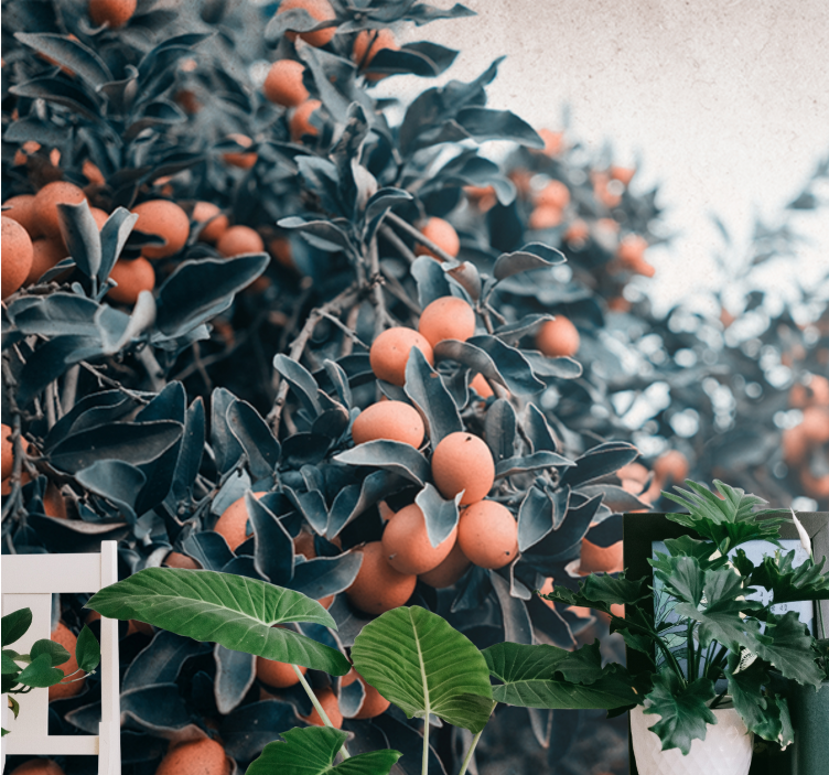 Flower mural citrus fruit branch - TenStickers