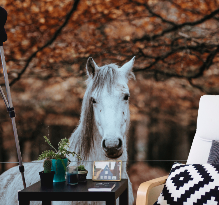 Majestic White Horse animal wall mural - TenStickers