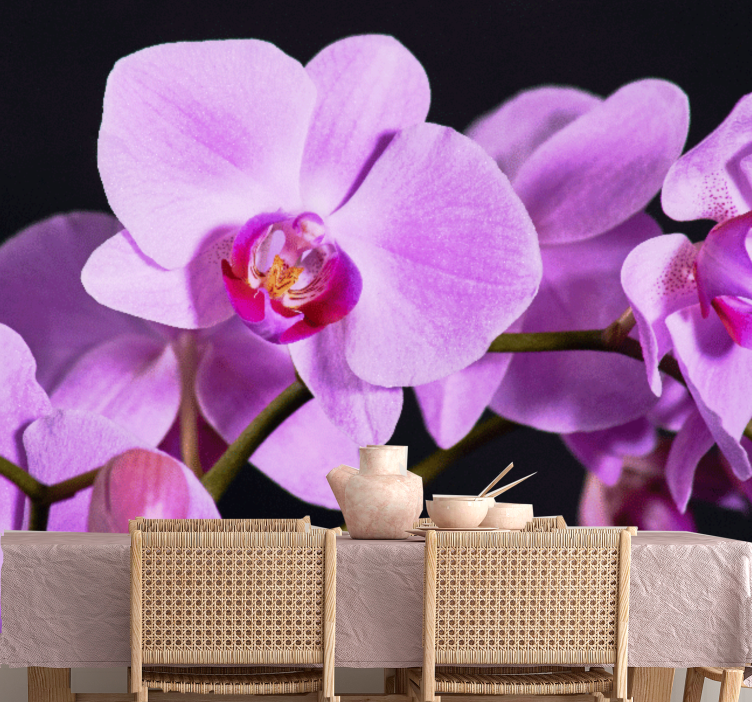 Orchid mural graceful orchid blossoms - TenStickers