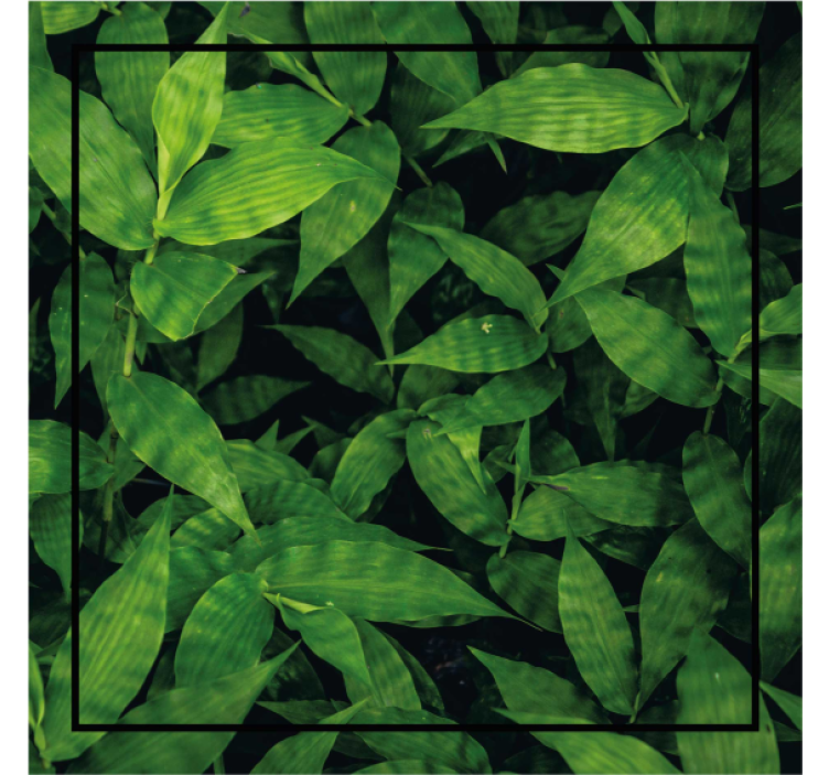 Lush green leaf pattern coaster - TenStickers