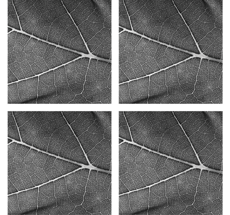 Coaster with detailed leaf design - TenStickers