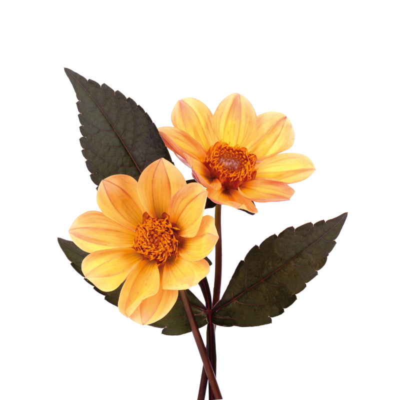 Flowers poster two flowers - TenStickers