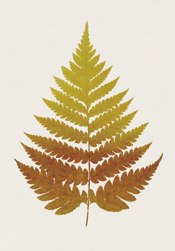 Golden Fern Leaf plant poster for wall - TenStickers